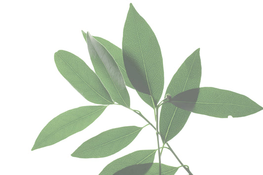 BREATHE Congestion Helping Aromatherapy Inhaler Patches POS