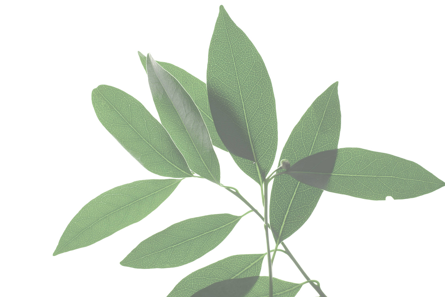 BREATHE Congestion Helping Aromatherapy Inhaler Patches POS