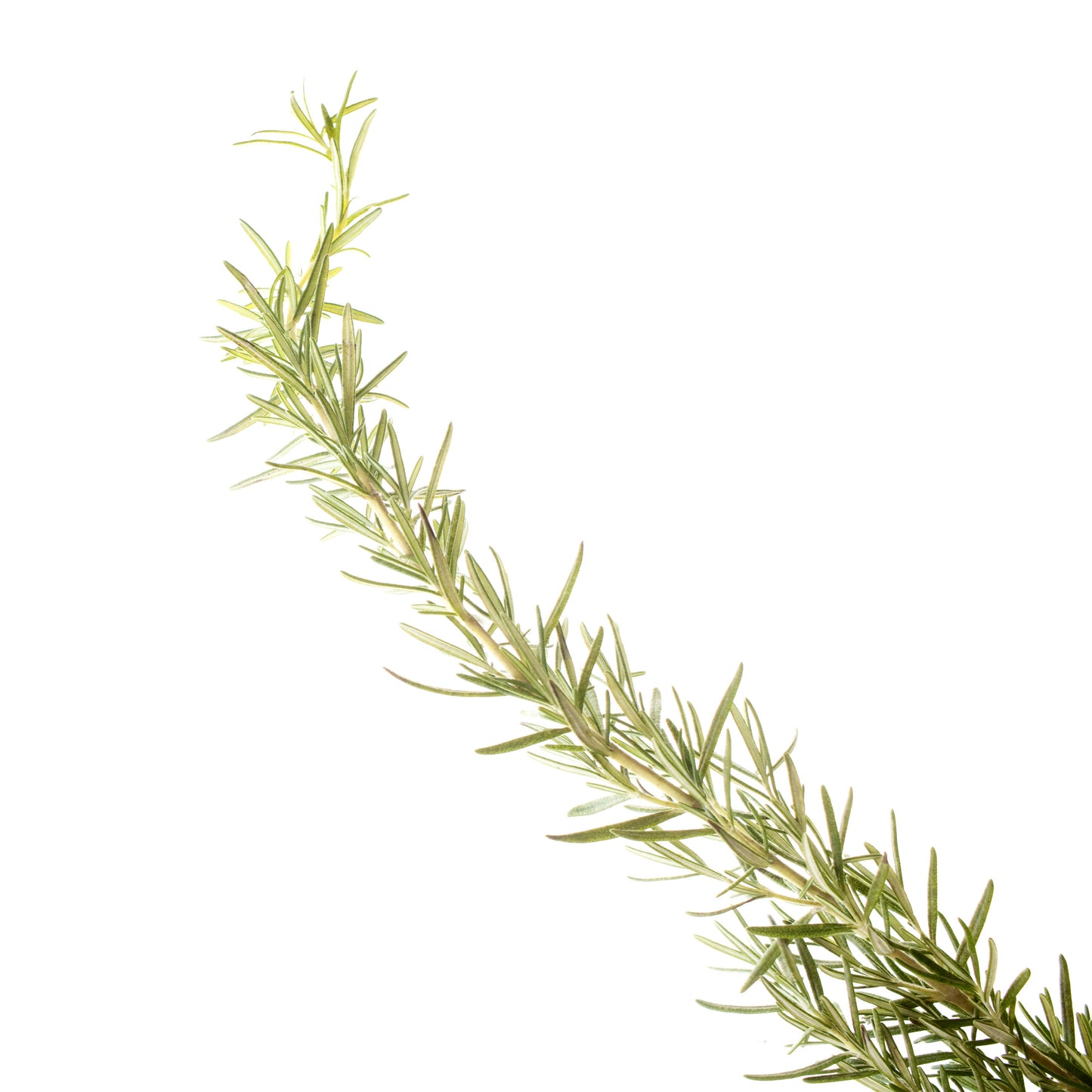 ENERGY Brain Boosting Aromatherapy Inhaler Patches