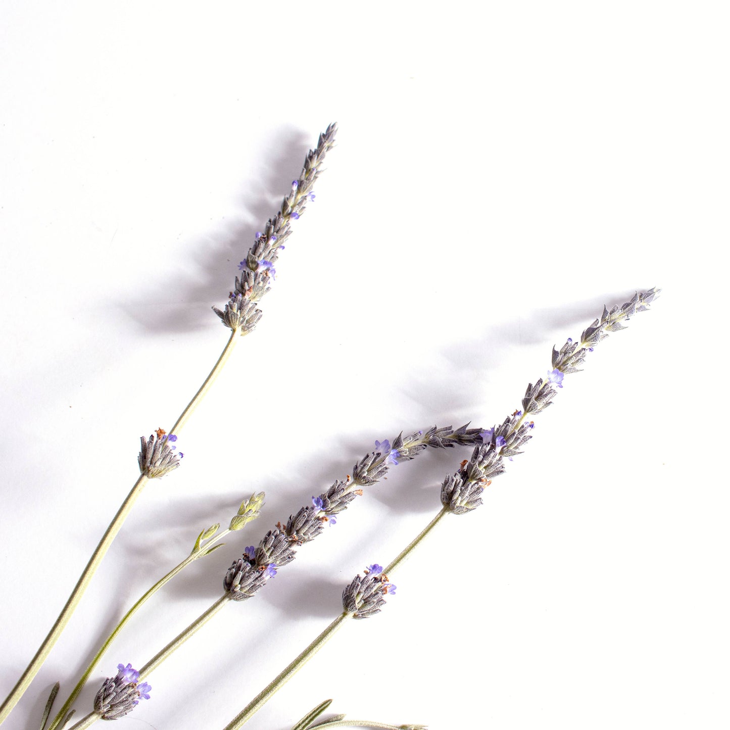 CALM Anti-anxiety Aromatherapy Inhaler Patches POS